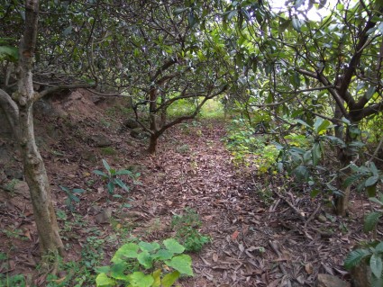 芜湖加大财政支出 土地使用税奖励对象扩展至