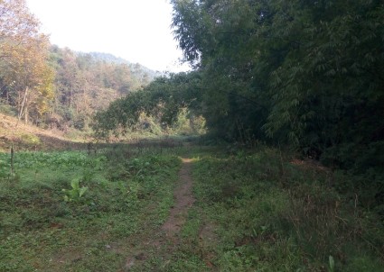 蜂王浆价格一斤多少钱?有何投资前景--土流网