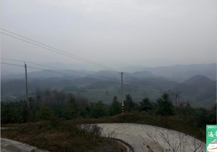 蜂王浆价格一斤多少钱?有何投资前景--土流网