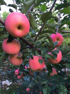 个体工商户网上进行营业执照年检流程--土流网