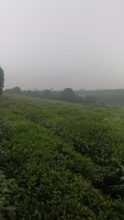 关于汨罗市友谊河沿线棚户区改造项目国有土地