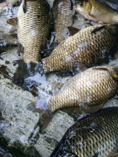 权威解读:2017年许昌棚户区拆迁补偿将享受这