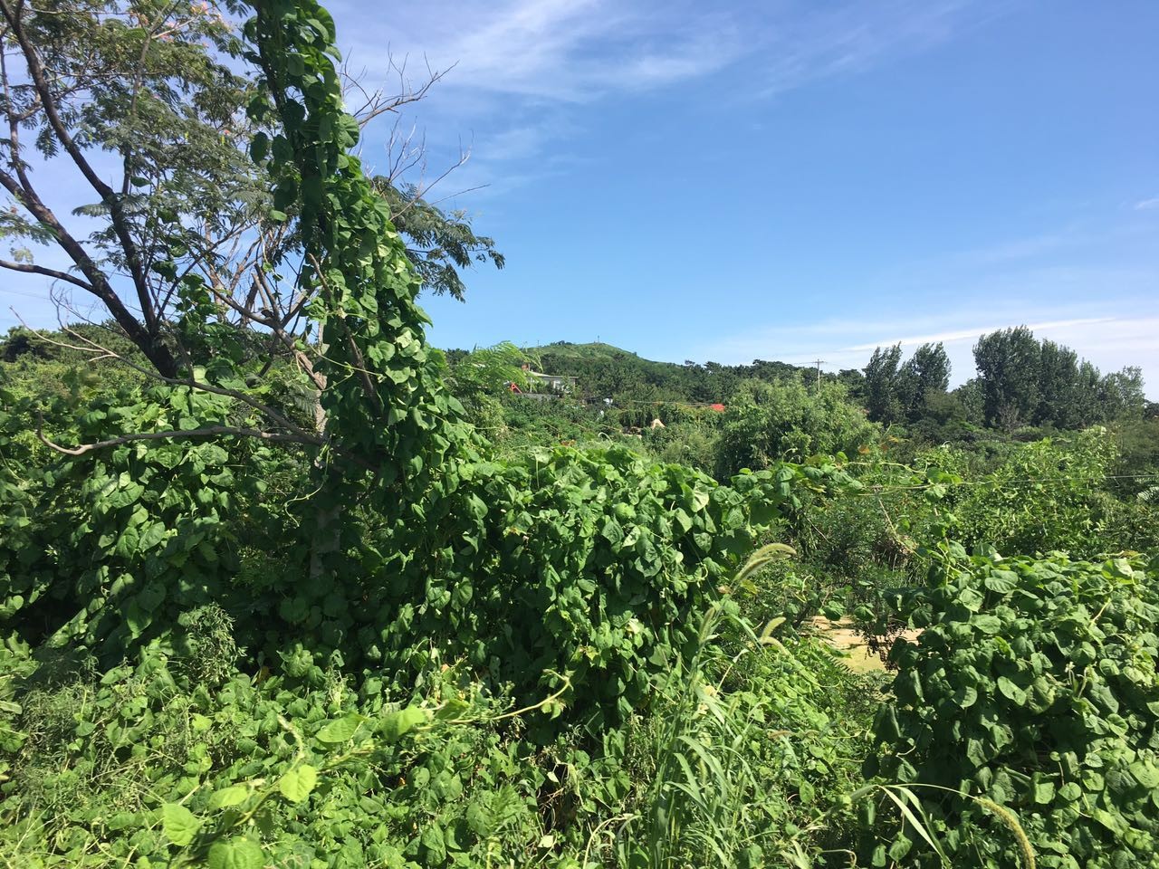 即墨马山地质公园_即墨马山 旅游收入(2)