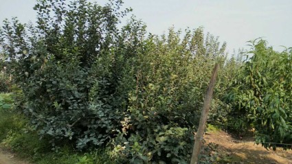 关于修订《山东省地方税务局土地增值税三控