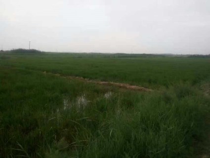 宁夏省政策性农业保险最新消息及解读 - 土流网