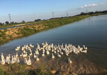 安徽省城乡建设用地增减挂钩节余指标流转使用