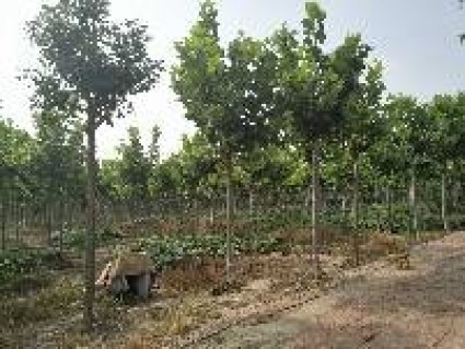 河北雄安新区规划范围涉及哪些地方?设立的目