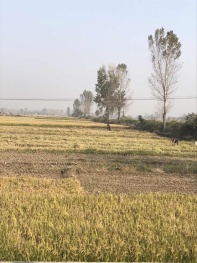 2018年水稻保护价是否取消?附2018水稻价格