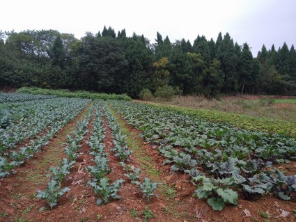 德阳市人民政府关于调整城镇土地使用税税额标