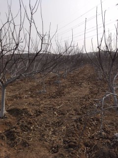 安阳市人民政府办公室关于进一步加强农村贫困