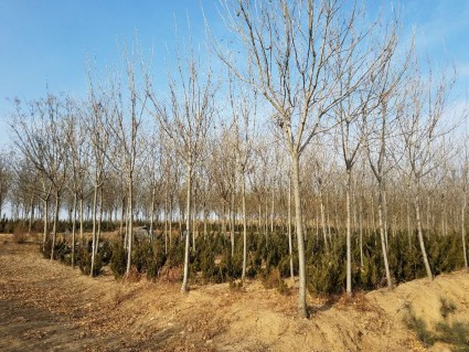 2018年青岛积分落户政策再放宽,住房要求取消