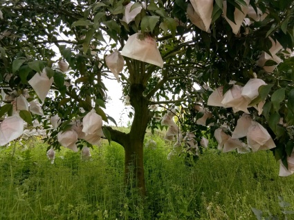 重庆市2012年关于基本农田的保护条例