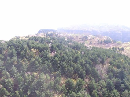 河南气候环境适合养殖什么品种的牛和羊?