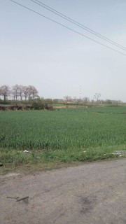 批发鲜花的价格多少钱一朵?市场进货渠道有哪