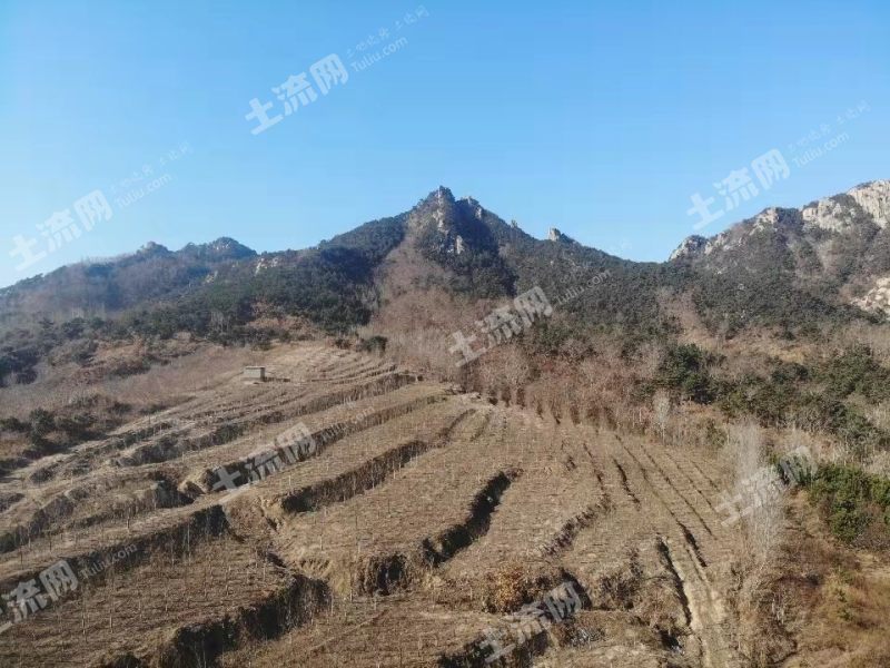 威海文登区葛家镇82亩一般农田经营权出租转让