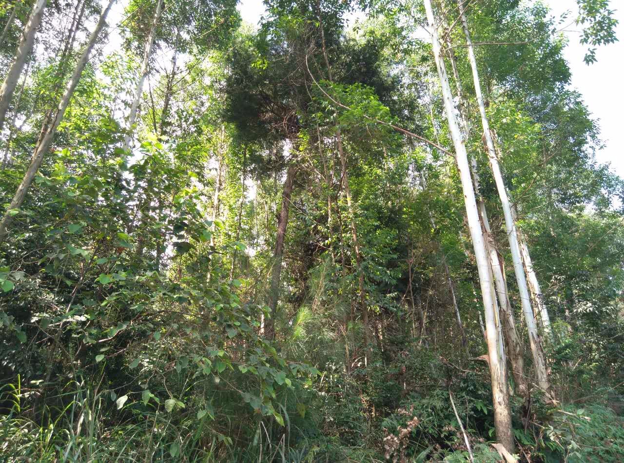 接手即可获利,蒲江330亩优质巨桉林地转让