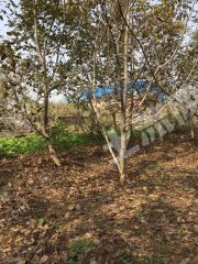 新乡凤泉区10亩果园经营权出租XX698