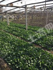 新乡凤泉区大块镇8.5亩菜、果园经营权出租XX716