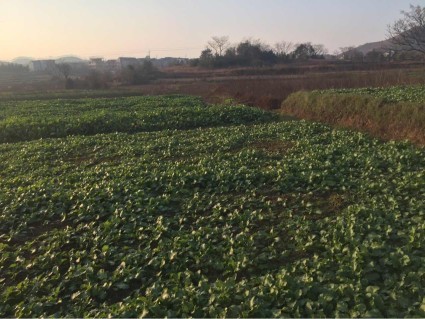 2017年江西省《关于调整土地增值税预征率及