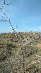 驻马店确山县 500亩 乔木林地 经营权出租