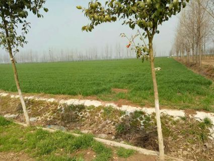 最新农村人居环境整治2018-2020年行动方案(