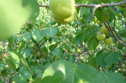 2018-2019年个体工商户网上进行营业执照年检