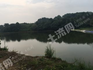 湖南省永州市零陵区60亩（农田）自挖鱼塘经营权流转