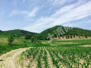 辽阳  辽阳 30亩 旱地 经营权转让--001