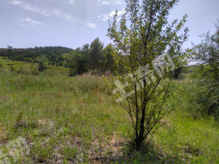 张家口万全区 1000亩 有林地 经营权转让