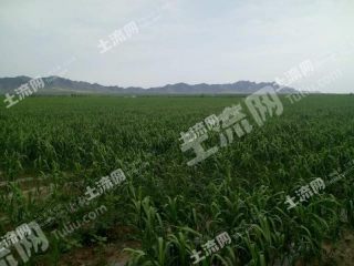 巴彦淖尔乌拉特前旗 300亩 水浇地 经营权出租