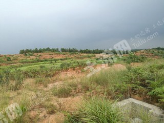 岳阳岳阳县500亩国土整改林经营权出租