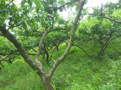 2017成都限购政策:限购细则及相关问题解读(附