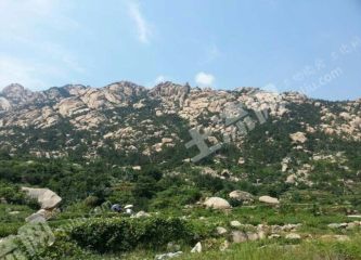 青岛崂山区456亩有林地合作/经营权转让