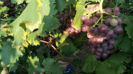 洛阳天然气多少钱一方?2018年天然气价格要上