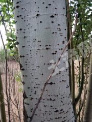 呼和浩特托克托县 50亩 其它林地 经营权转让