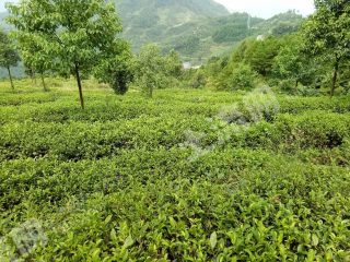 重庆万盛区 800亩 其它林地 经营权转让