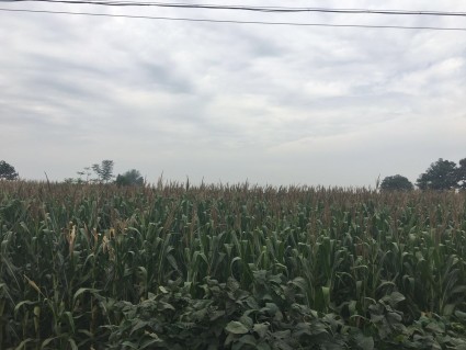 什么土适合种植地瓜 f0b7e6b2-5810-1cc6-eecd-eb2327f8d6e7.jpg@320h_425w