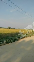 滁州凤阳县1000亩水田经营权出租