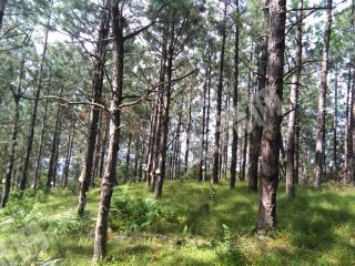 2016海南琼中县红毛镇合老村整村搬迁产业发