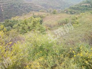 咸阳永寿县 2000亩 荒山 使用权出租