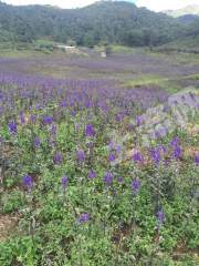 大理云龙县 200亩耕地 经营权转让