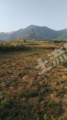 永州道县76亩果园经营权转让T_038