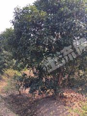 嘉兴海宁市 50亩 有林地 经营权转让