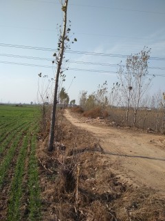 鸡泽县划拨国有土地上房屋转让缴纳土地收益的