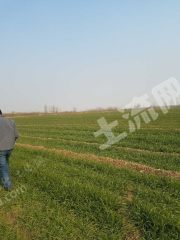 安阳殷都区 700亩 水浇地 经营权出租