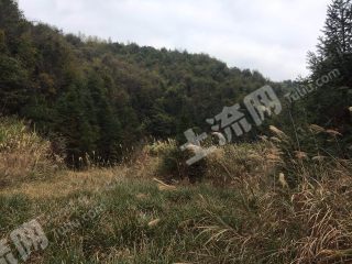 韶关始兴县 4300亩 乔木林地 经营权转让