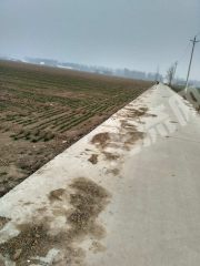 新乡延津榆林乡20亩水浇地经营权出租XX877