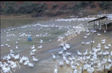 韶关新丰县 150亩 水库 经营权转让