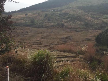 泉州德化县500亩水浇地出租