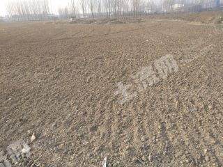 新乡市凤泉区300亩林地经营权出租XX879